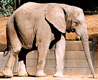 African Elephant, picture courtesy of the Oakland Zoo